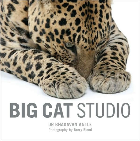 Big Cat Studio