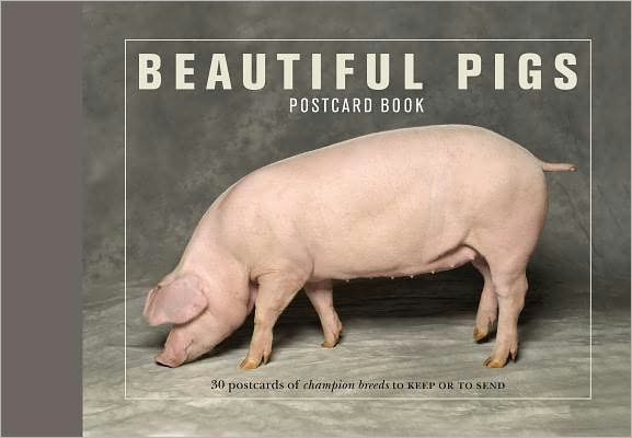 Beautiful Pigeons Postcard Book