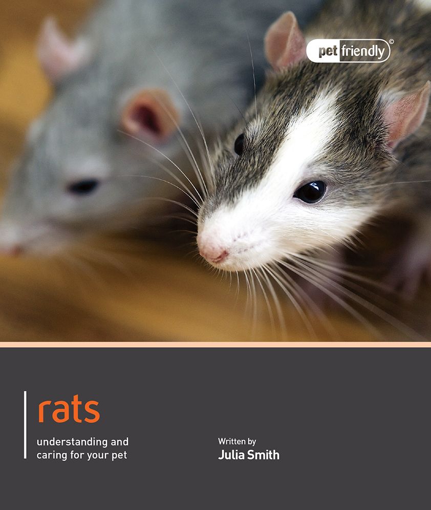 Rat