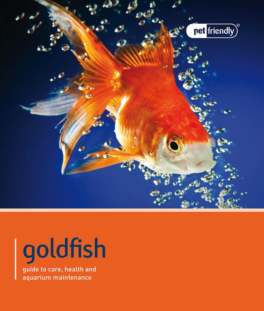 Goldfish - Pet Friendly: Understanding and Caring for Your Pet