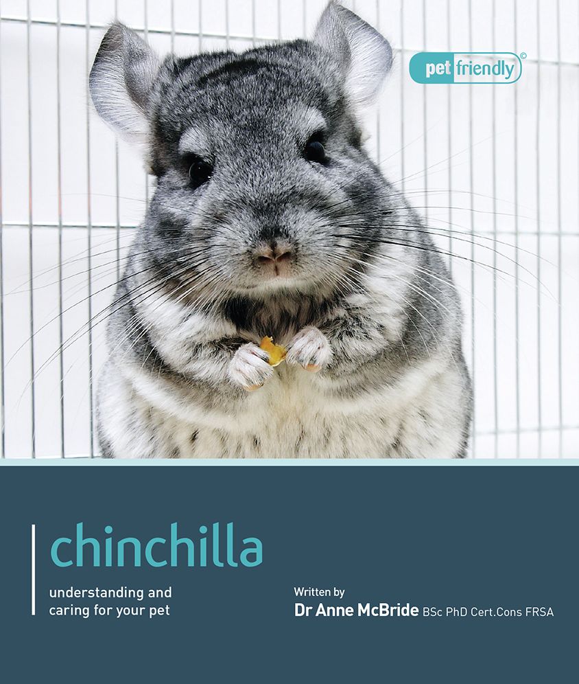 Chinchilla.