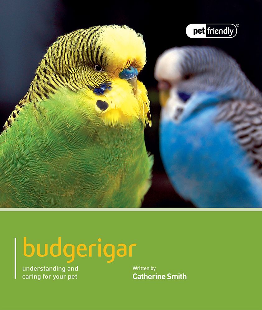 Budgerigar: Understanding and Caring for Your Pet