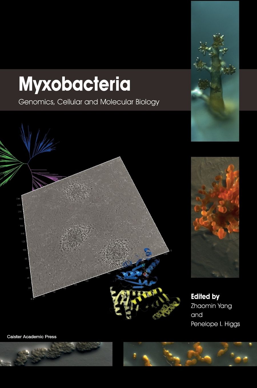 Myxobacteria: Genomics, Cellular and Molecular Biology