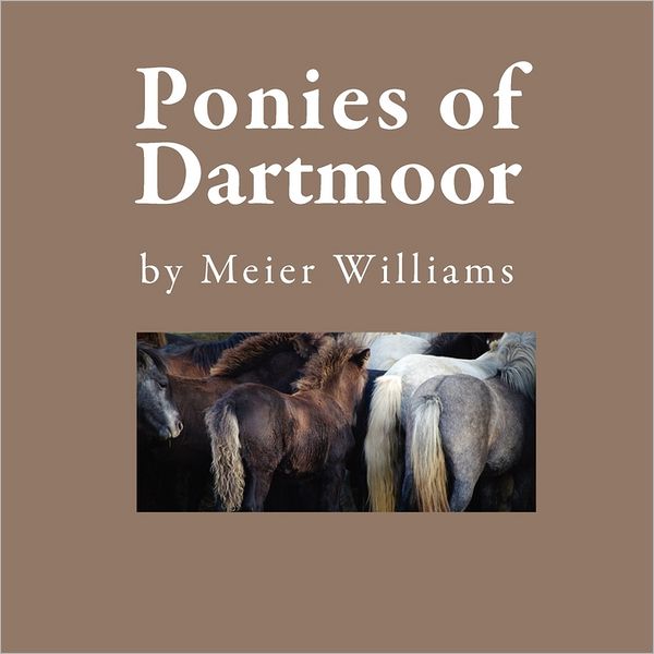Ponies Of Dartmoor