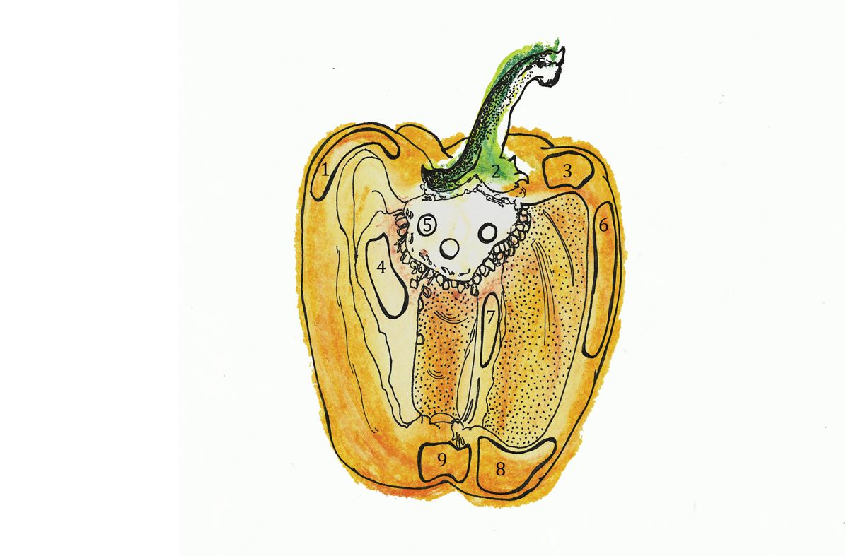 The Illustrated Cooking Journal