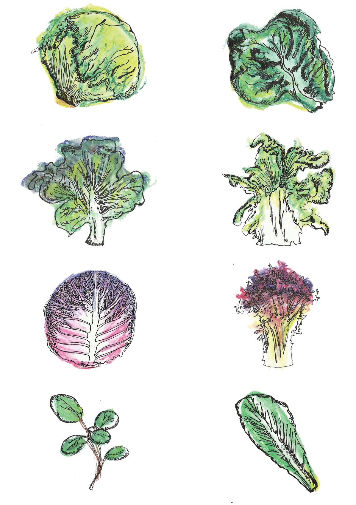 The Illustrated Cooking Journal