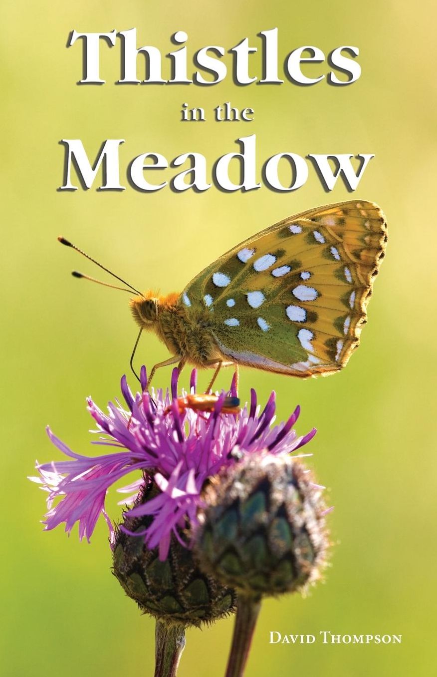 Thistles in the Meadow