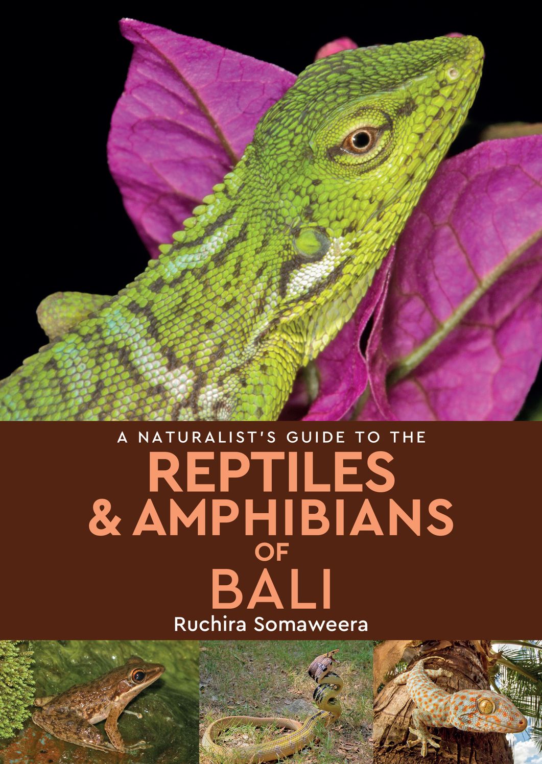 A Naturalist's Guide to the Reptiles & Amphibians of Bali