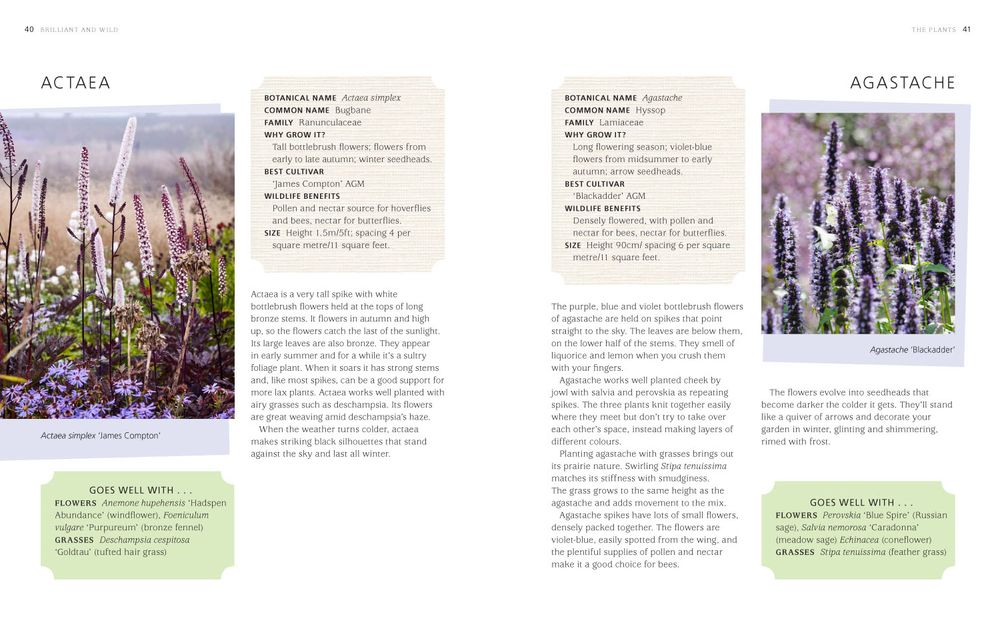 Brilliant & Wild: A Garden from Scratch in a Year
