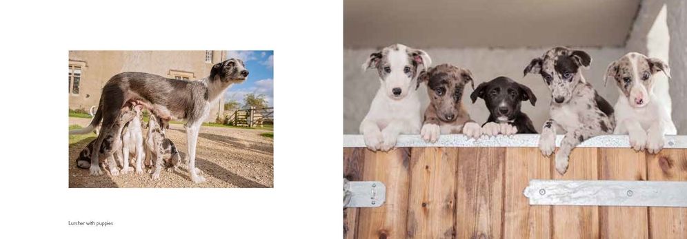 Posh Dogs