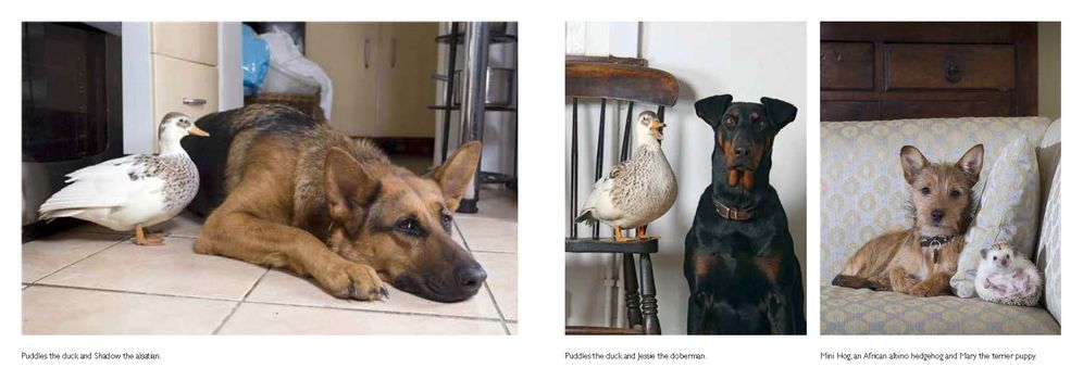 Posh Dogs