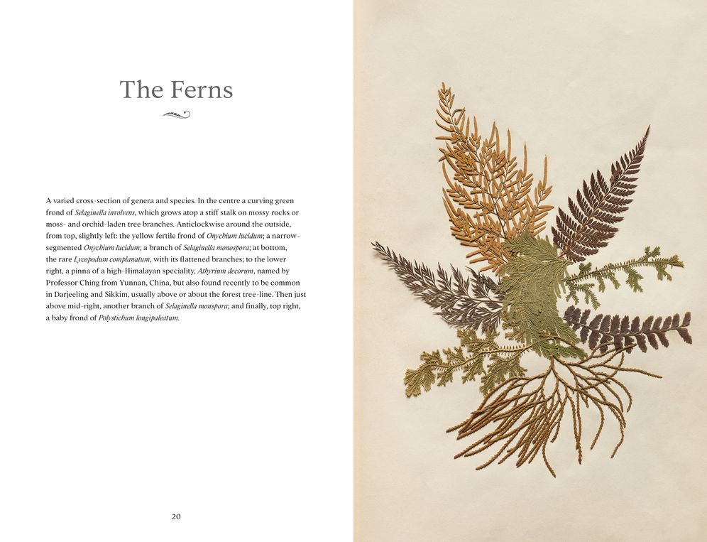 Ancestors in the Attic: Including My Great-Grandmother's Book of Ferns and My Aunt's Book of Silent Actors