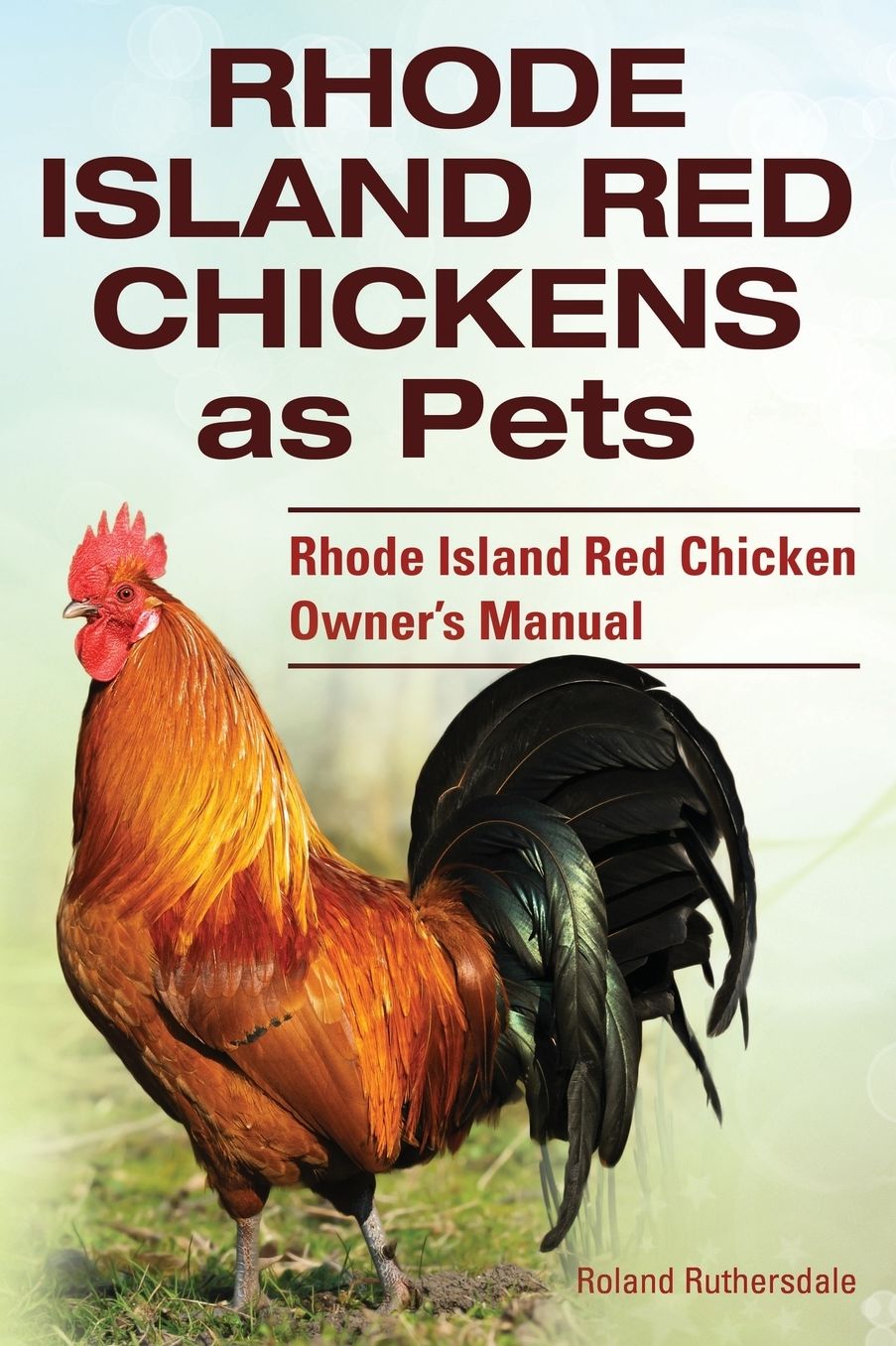 Rhode Island Red Chickens as Pets. Rhode Island Red Chicken Owner's Manual