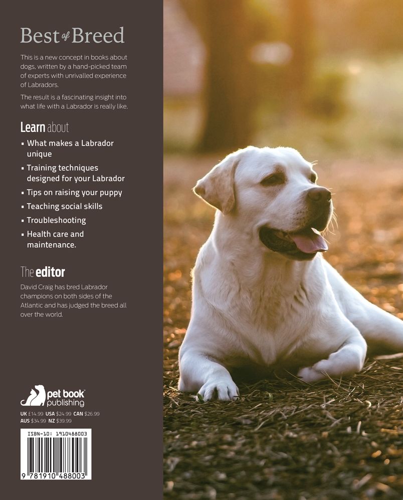 The Labrador: Your Essential Guide From Puppy To Senior Dog