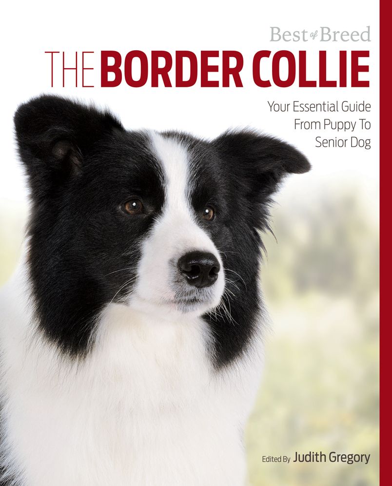 The Border Collie: Your Essential Guide From Puppy To Senior Dog