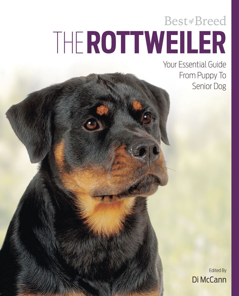The Rottweiler: Your Essential Guide From Puppy To Senior Dog