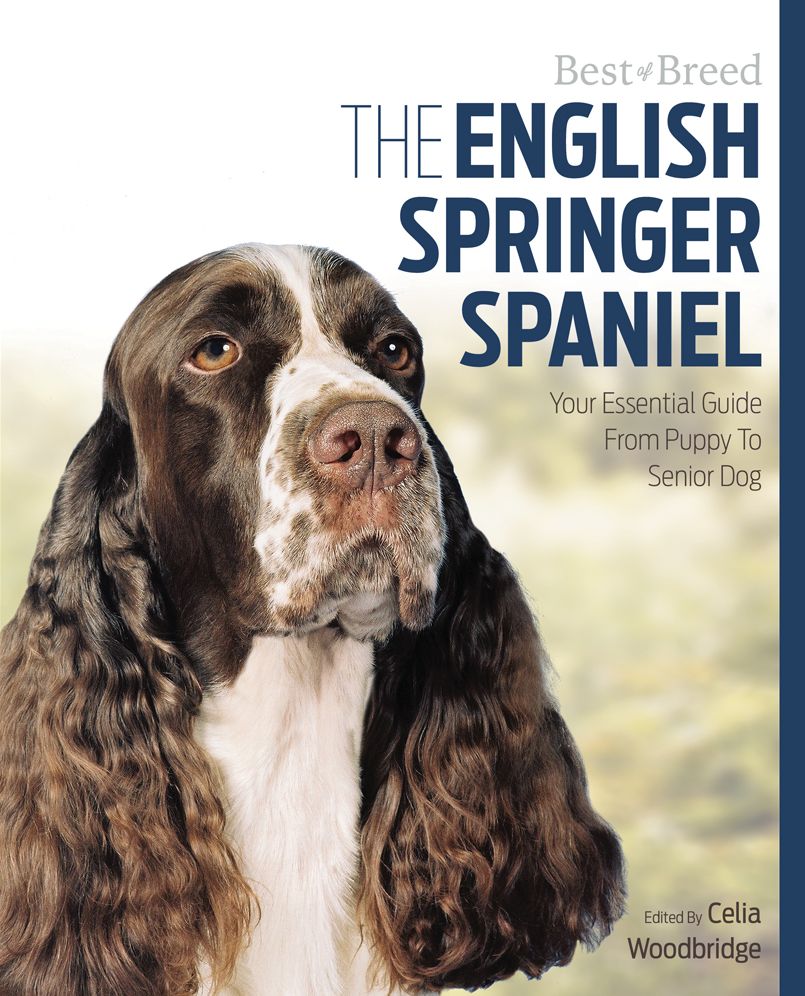The English Springer Spaniel: Your Essential Guide From Puppy To Senior Dog