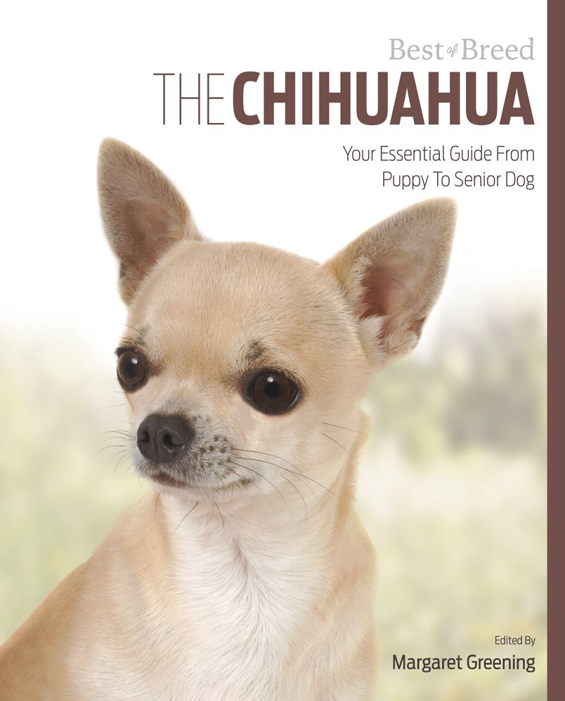 The Chihuahua: Your Essential Guide From Puppy To Senior Dog