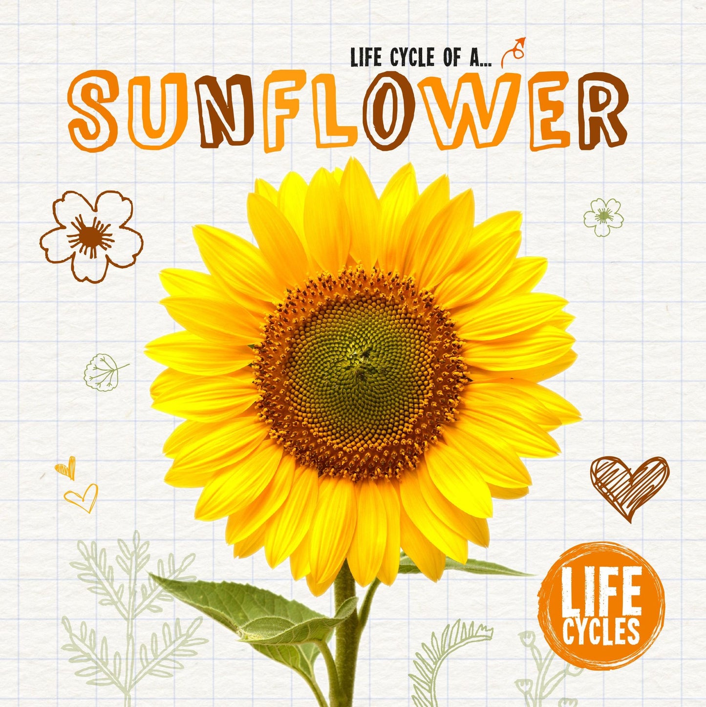 Life Cycle of a Sunflower