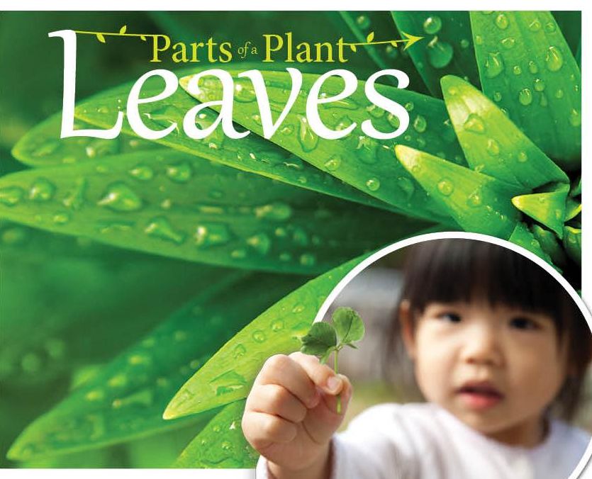 Leaves