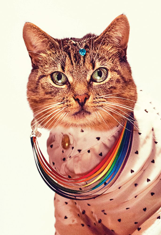 Cat Couture