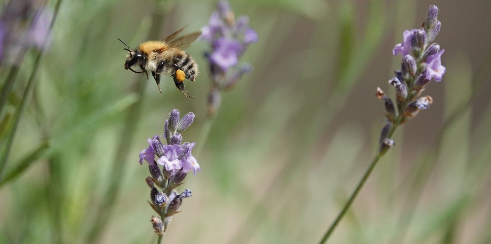 The Bee Book