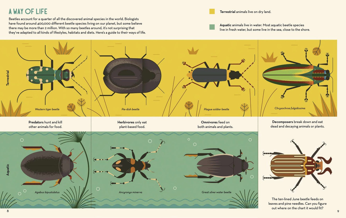 Bonkers About Beetles