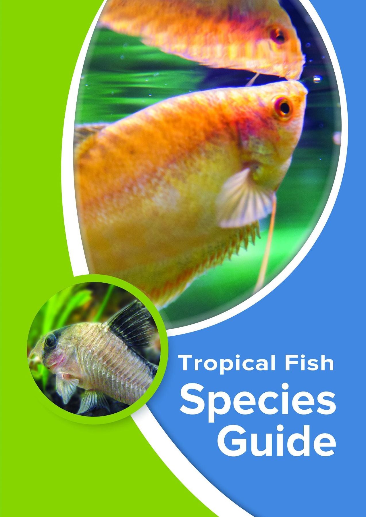Tropical Fish Species Guide