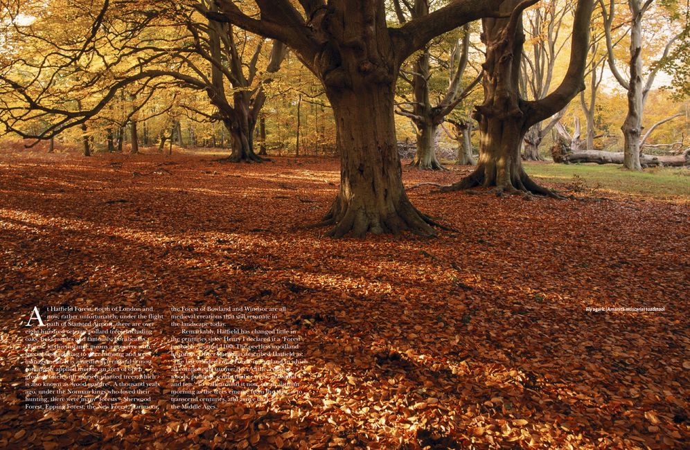 Woods: A Celebration