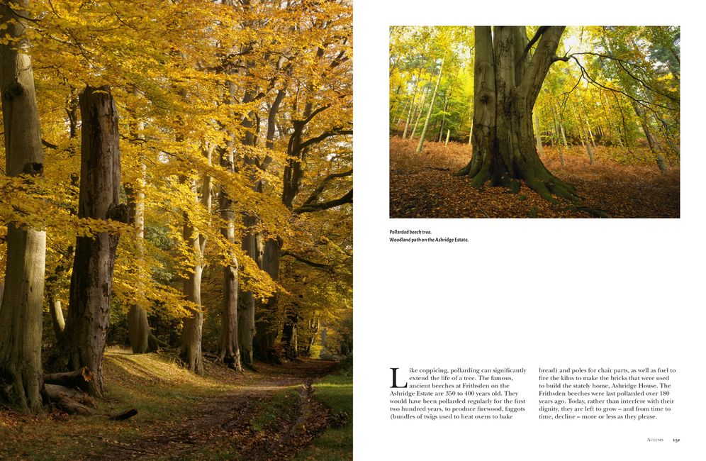 Woods: A Celebration