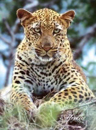 Leopard Journal
