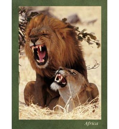 Lions Mating Journal