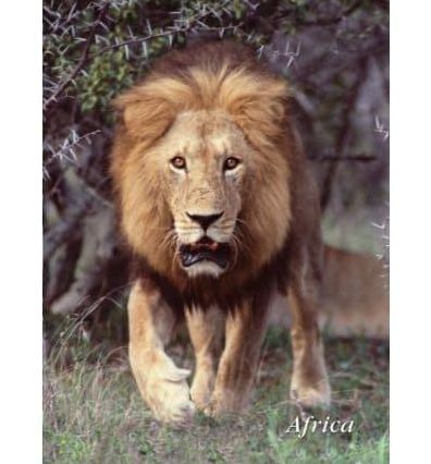 Lion Charging Journal