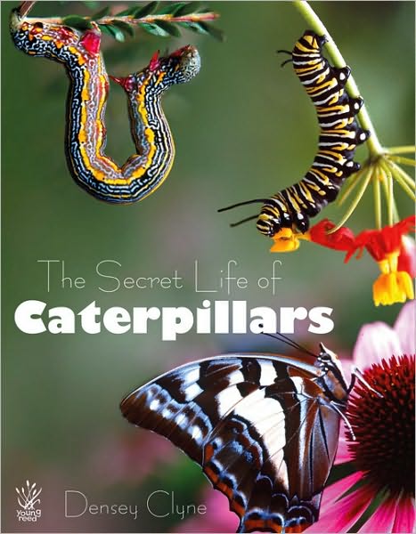 Secret Life of Caterpillars