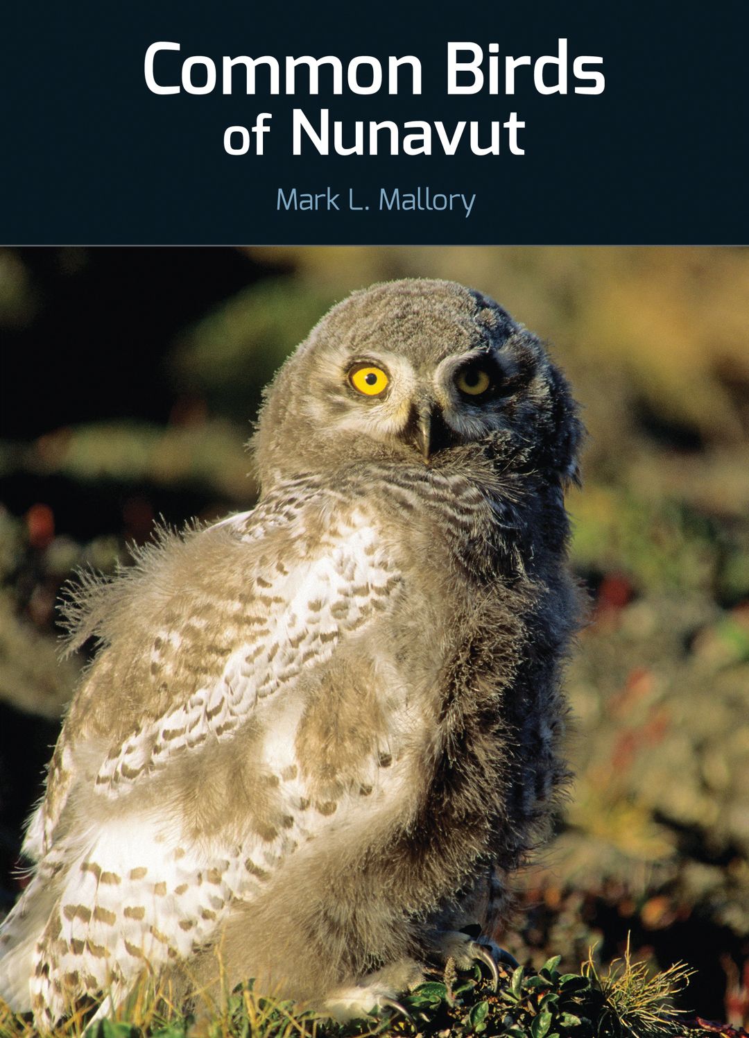 Common Birds of Nunavut