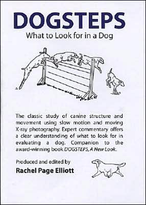 Dogsteps: What to Look for in a Dog