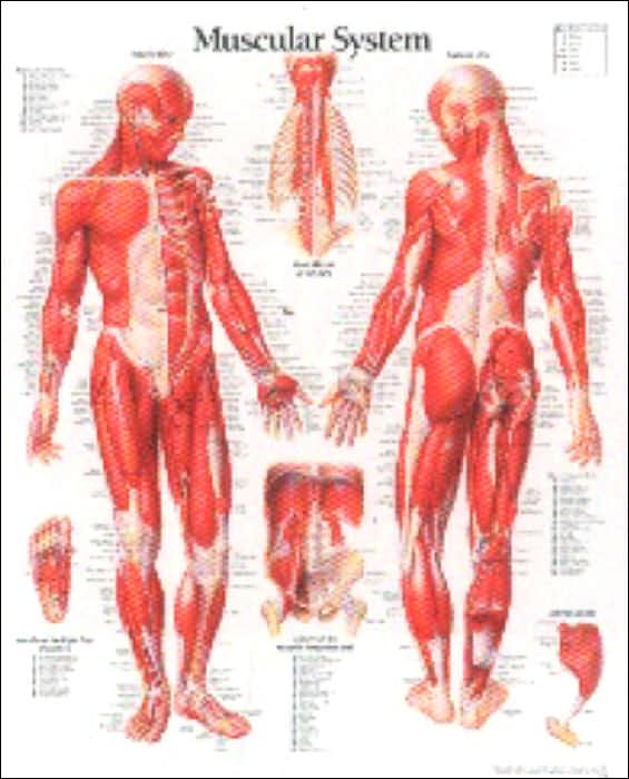 Muscular System (Male) Anatomical Wall Chart
