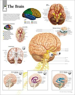 The Brain chart