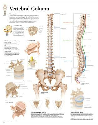 Vertebral Column chart