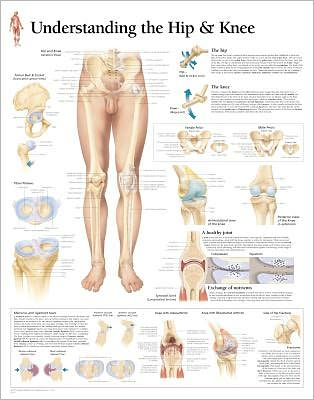 Understanding the Hip Knee chart