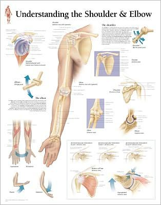 Understanding the Shoulder Elbow chart