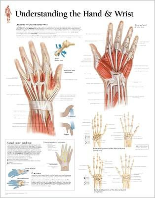 Understanding the Hand Wrist chart