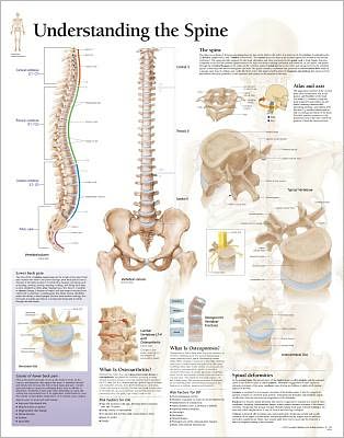 Understanding the Spine chart