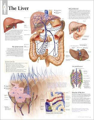 The Liver chart