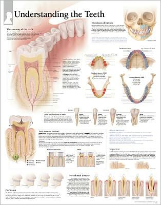 Understanding The Teeth chart