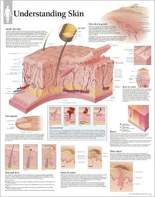 Understanding Skin chart
