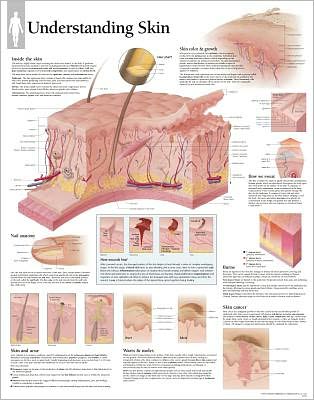 Understanding Skin chart