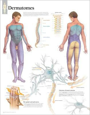 Understanding Dermatomes chart