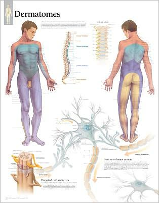 Understanding Dermatomes chart