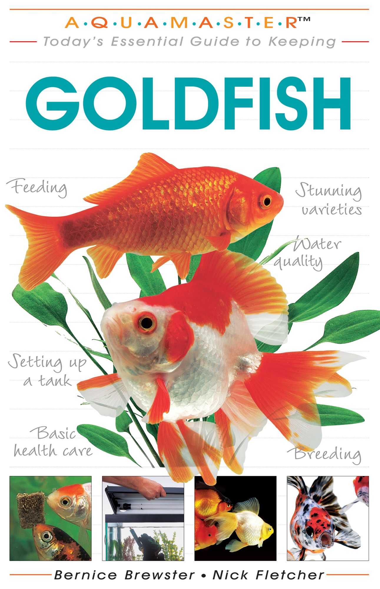 Today's Essential Guide to Keeping Goldfish